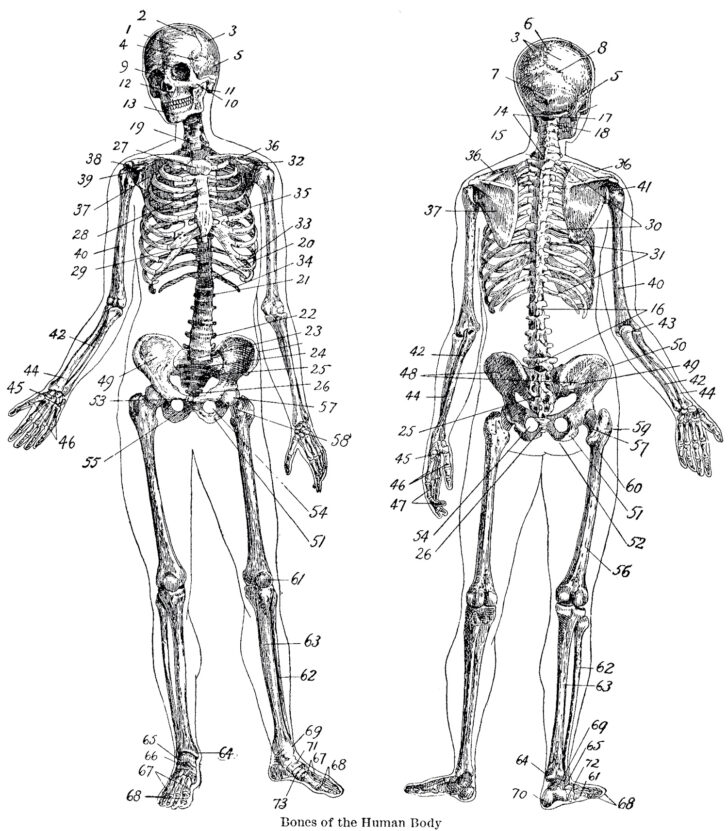 Printable Anatomy Skeleton