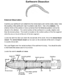 Virtual Earthworm Dissection Worksheet The Earth Images Revimage Org