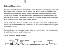 Virtual Earthworm Dissection Worksheet The Earth Images Revimage Org