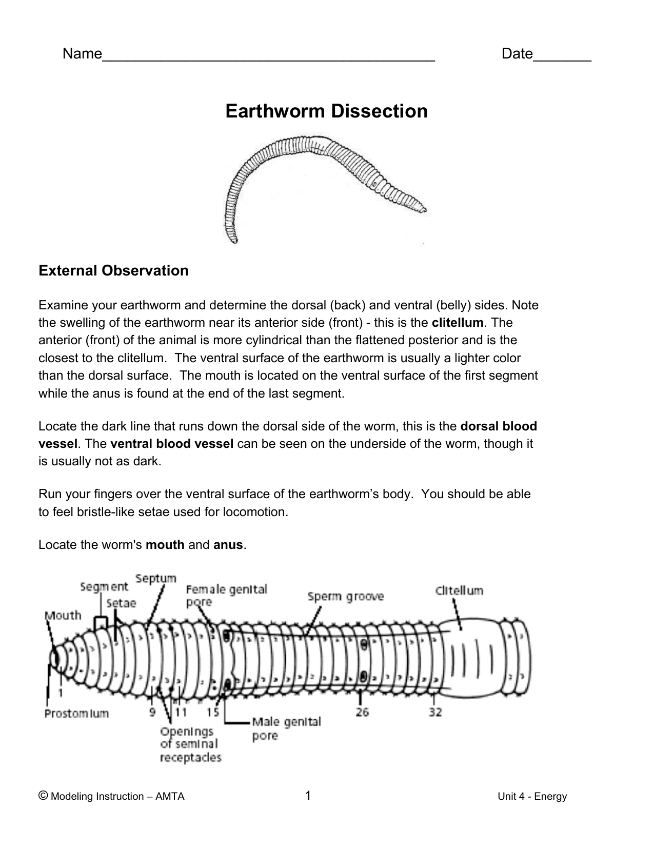 Virtual Earthworm Dissection Worksheet The Earth Images Revimage Org