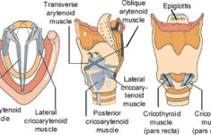 Vocal Mechanism Anatomy Classroom Vocal