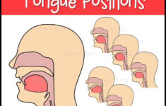 Vowel Tongue Positions Clip Art Speech Therapy Speech And Language
