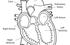 What Are The Parts That Make Up A Human Heart Diagrams And More