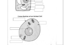 What Is A Cell Worksheet