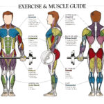 Workout Diagram Muscle Blog Dandk