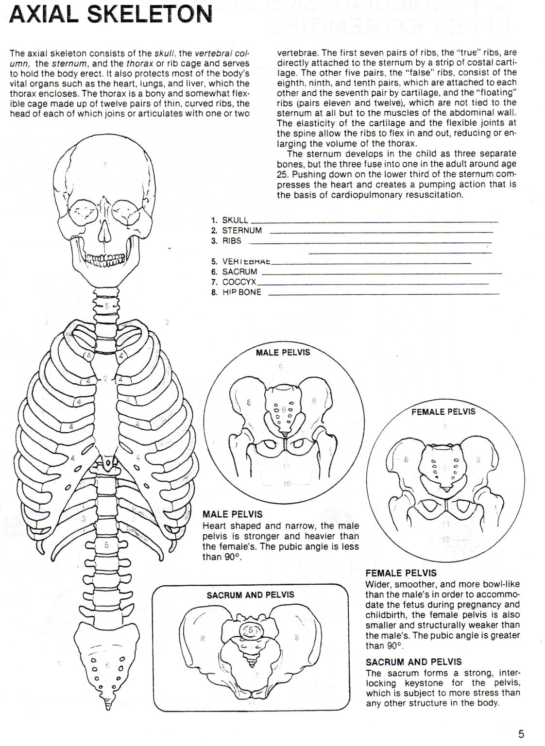 Worksheet Axial Skeleton Worksheet Grass Fedjp Worksheet Study Site ...