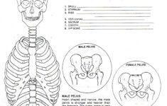 Worksheet Axial Skeleton Worksheet Grass Fedjp Worksheet Study Site