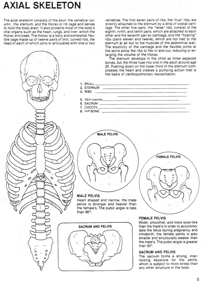 Axial Skeleton Anatomy Worksheet