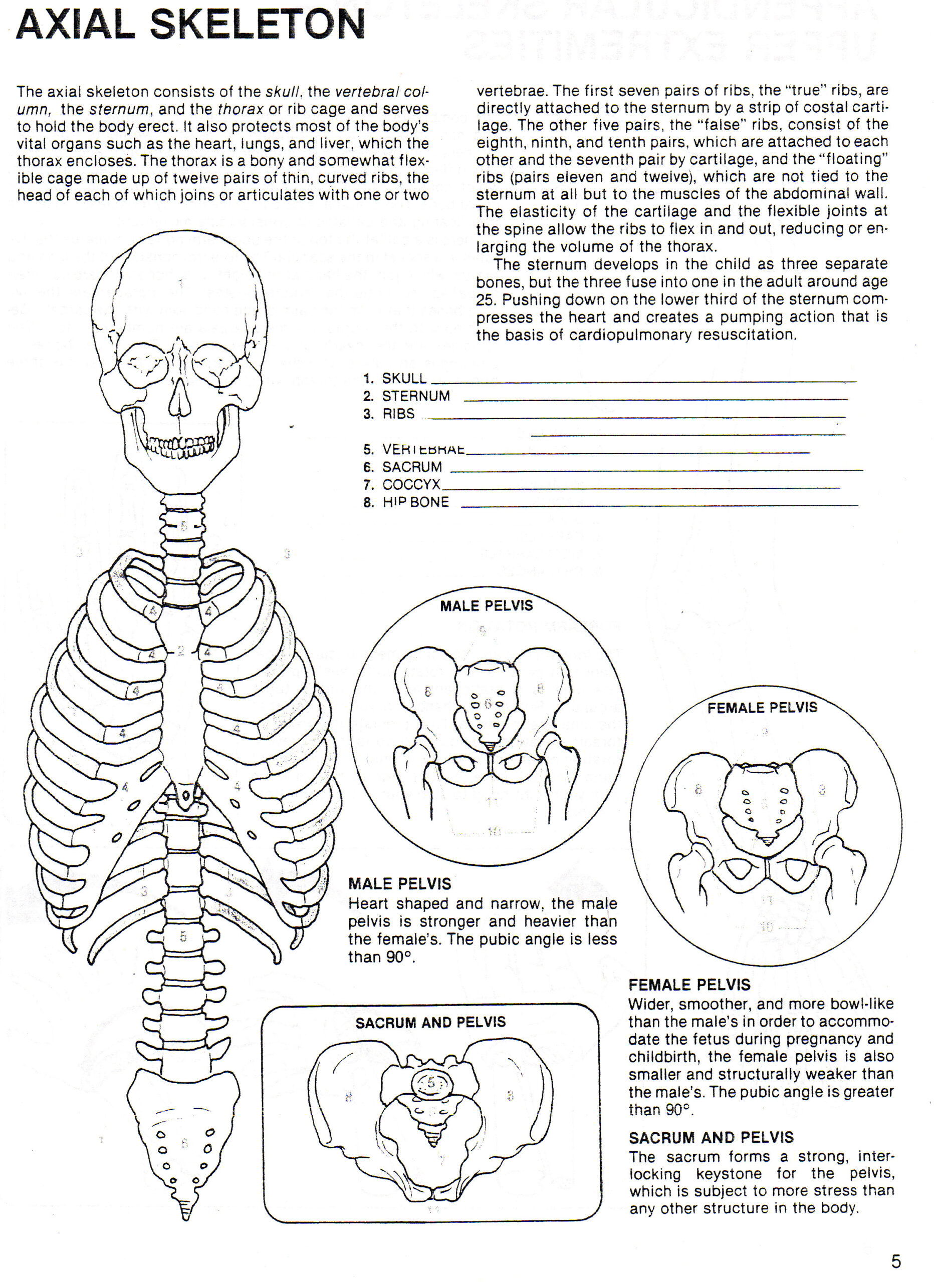 Worksheet Axial Skeleton Worksheet Grass Fedjp Worksheet Study Site