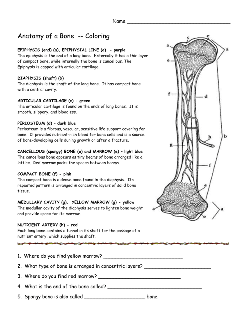 Anatomy Of A Long Bone Coloring Worksheet Anatomy Worksheets