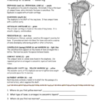 Worksheet Bone Coloring