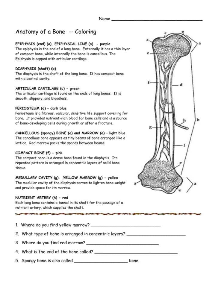 The Anatomy Of Long Bone Coloring Worksheet