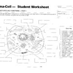 Worksheet Cell Parts Worksheet Worksheet Fun Worksheet Study Site