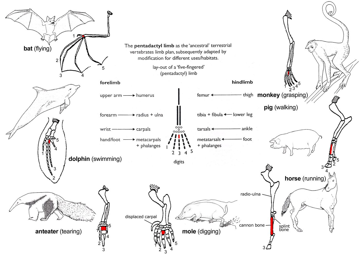 Worksheet Comparative Anatomy Worksheet Grass Fedjp Worksheet Study Site