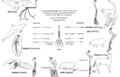 Worksheet Comparative Anatomy Worksheet Grass Fedjp Worksheet Study Site