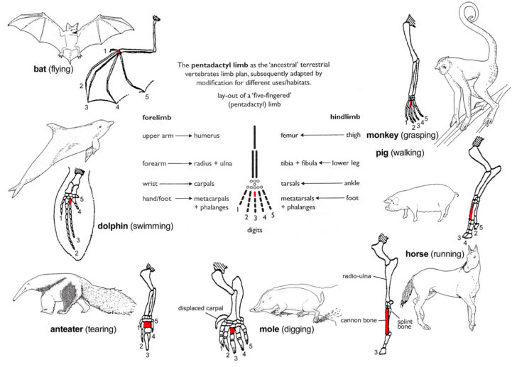 Comparative Anatomy Evolution Worksheet