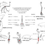 Worksheet Comparative Anatomy Worksheet Grass Fedjp Worksheet Study Site