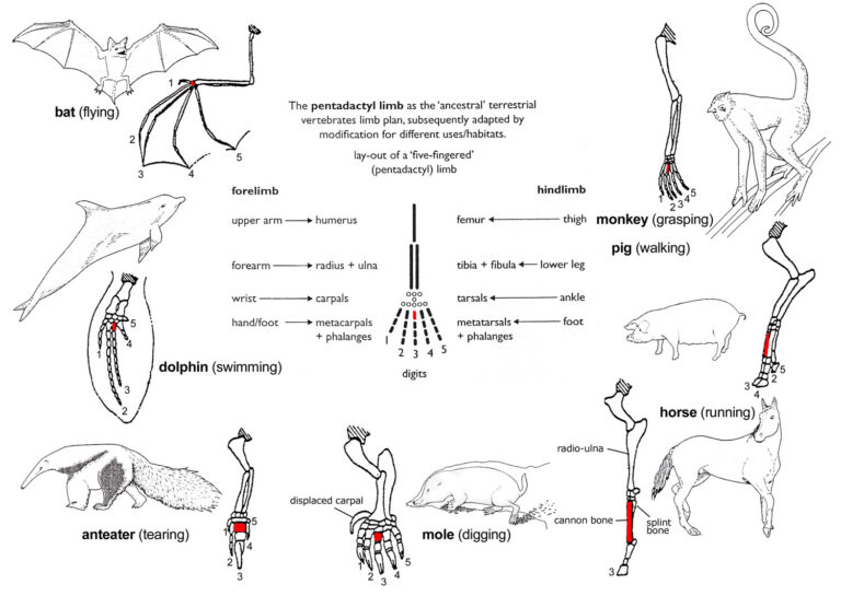 Worksheet Comparative Anatomy Worksheet Grass Fedjp Worksheet Study