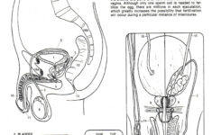 Worksheet Human Reproduction Worksheet Grass Fedjp Human Body