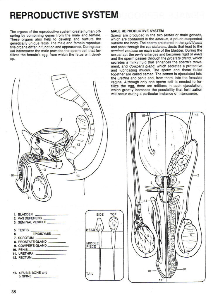 Anatomy And Physiology Reproductive System Worksheet