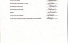 Worksheet Language Of Anatomy Part 2 Generated By CamScanner