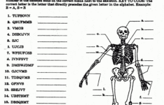 Worksheet Muscular System Worksheet Skeletalmuscular Db excel