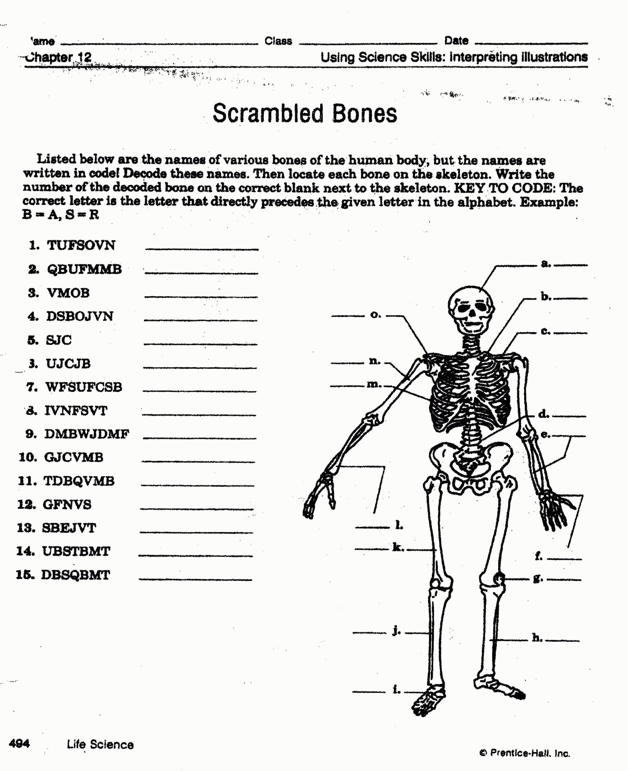 Worksheet Muscular System Worksheet Skeletalmuscular Db excel