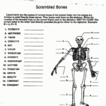 Worksheet Muscular System Worksheet Skeletalmuscular Db Excel