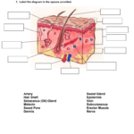 Worksheet The Integumentary System Answer Key
