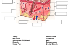Worksheet The Integumentary System Answer Key