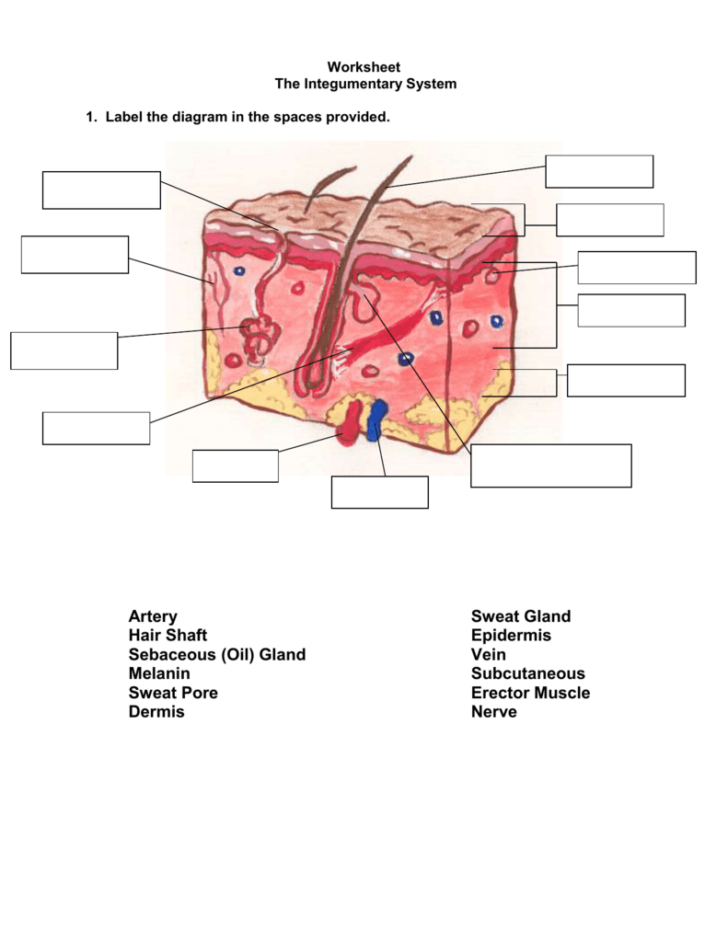 Anatomy And Physiology Integumentary System Worksheet Answers