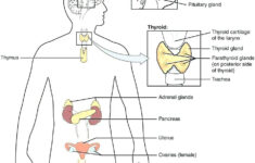 Worksheets Endocrine Worksheet High School Hormones Definition Co