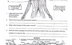 Worksheets On Nervous System For Grade 5 Kids Biology Worksheet