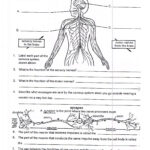 Worksheets On Nervous System For Grade 5 Kids Biology Worksheet