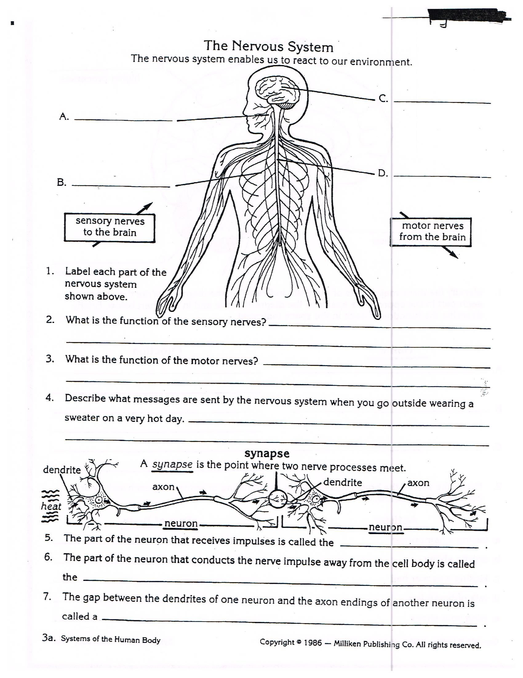 Worksheets On Nervous System For Grade 5 Kids Biology Worksheet 