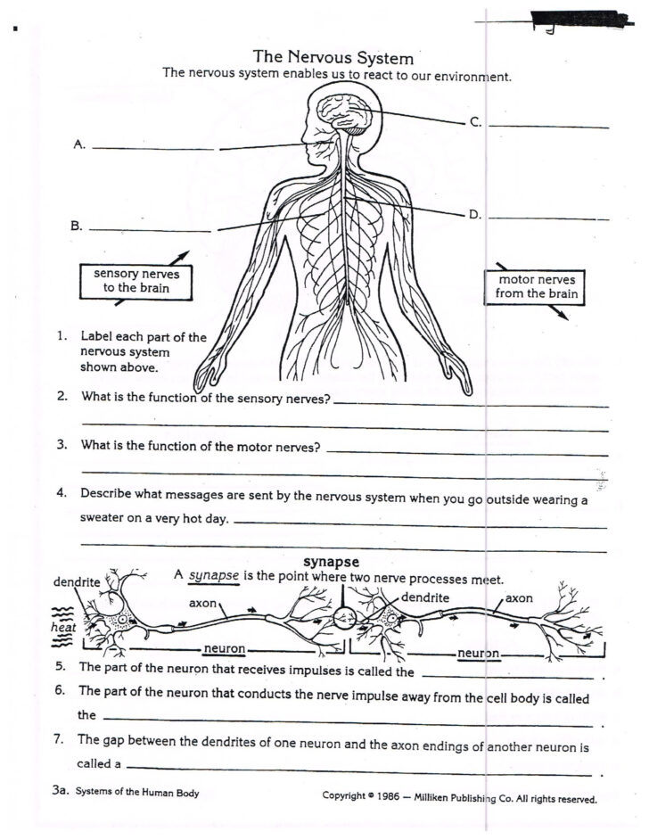 Nervous System Anatomy Worksheet Answers