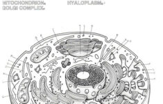 Yameex 2016 Plant And Animal Cell Worksheets Cells Worksheet Plant