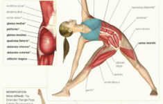 Yoga Anatomy Yoga Benefits Yoga Muscles